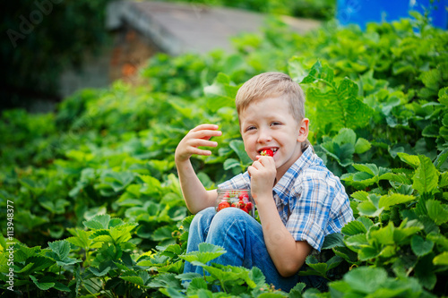 Cute little boy in summer garden with buckets of ripe fresh stra