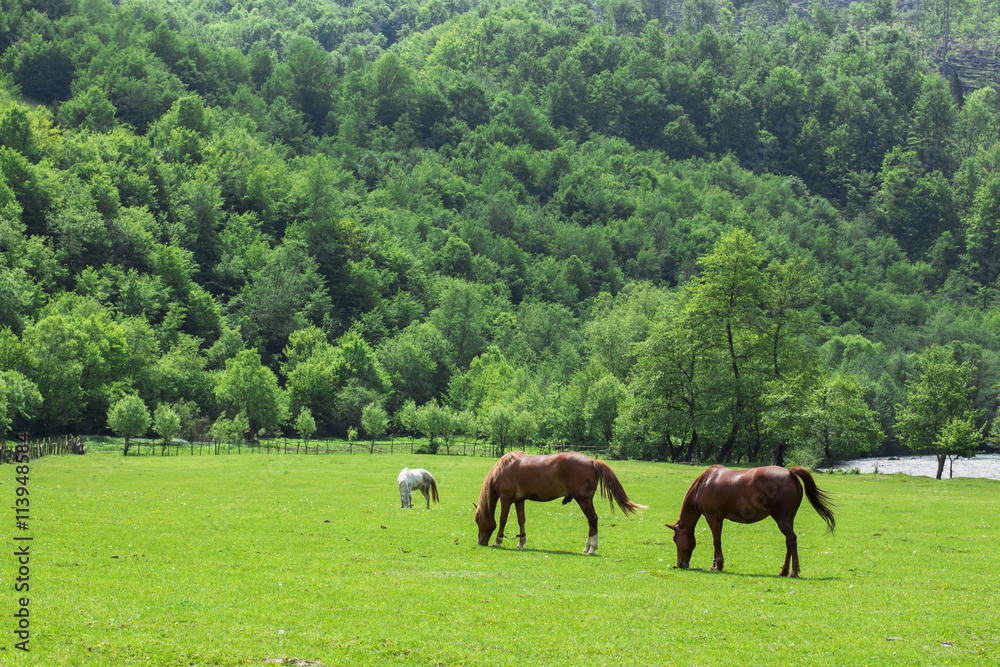 Horses graze in the meadow Horses graze in the meadow
