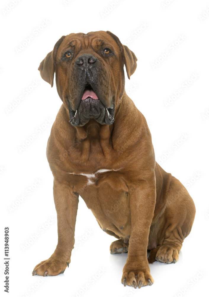 Dogue de Bordeaux