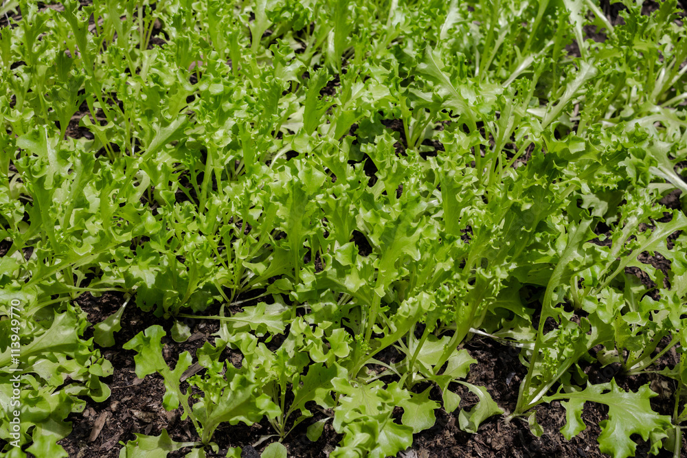 Lettuce plant growing in the vegetable garden,Lettuce sunlight, Lettuce plant growing in the vegetable garden,Lettuce sunlight,