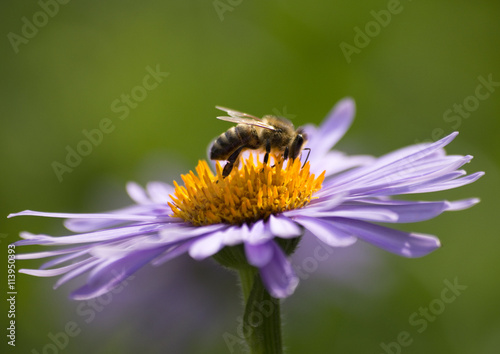 Aster purple flower from the side in detail, with pollinate bee on it, green background photo