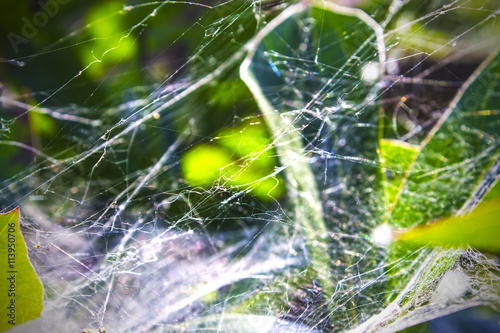 cobweb on green leaves glowing in sunlight