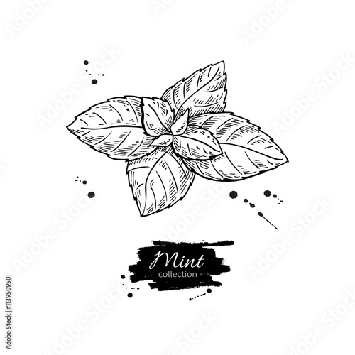 Mint vector drawing. Isolated mint plant and leaves.
