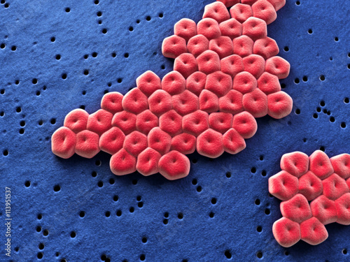 Bakterien Acinetobacter baumannii – Mikroskopie