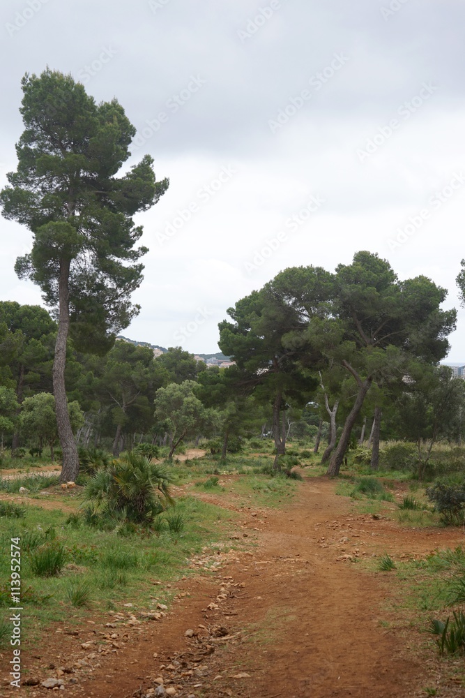 Mediterrane Landschaft mit Kiefern und Pinien auf Mallorca