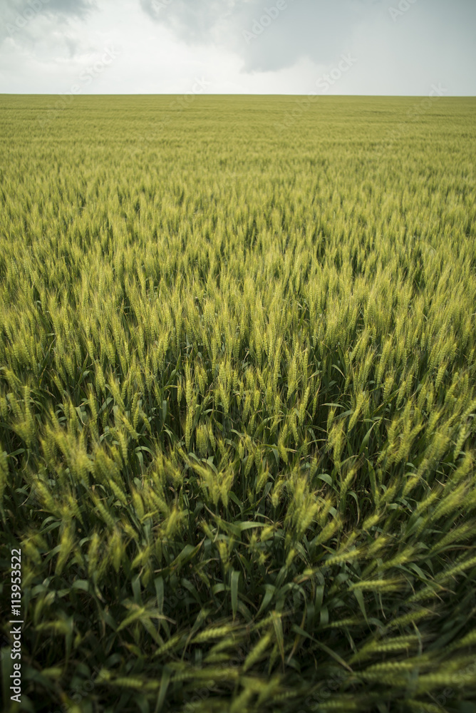 Wheat field in summer Wheat field in summer