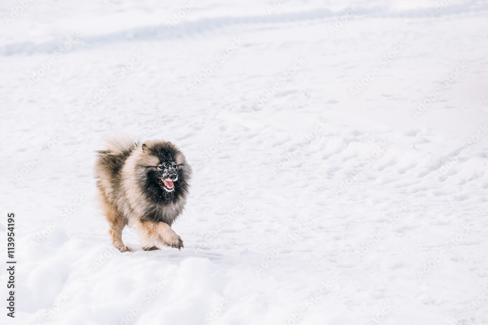 Young Keeshond, Keeshonden Dog Play In Snow, Winter