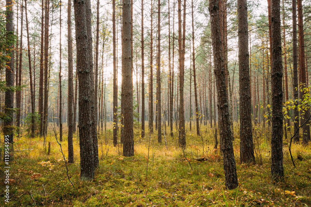 Wild autumn coniferous forest reserve. Nature of evergreen conif Wild autumn coniferous forest reserve. Nature of evergreen conif