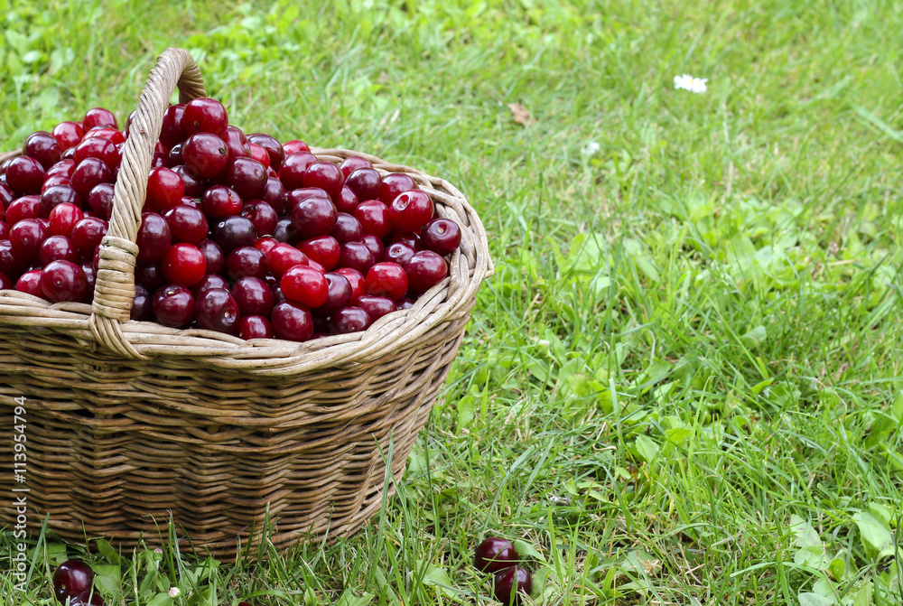 Basket full of ripe red cherries Basket full of ripe red cherries