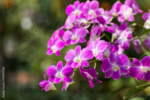 Purple pink orchid