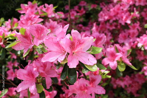 Pink "Rhododendron" flowers in St. Gallen, Switzerland. Rhodies are national flowers of Nepal.