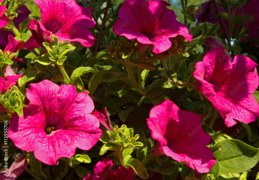 Photo pink petunia flowers, close-up