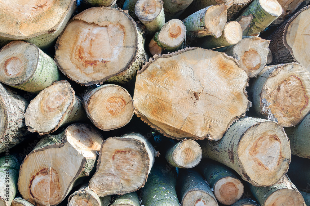 Stacked sawn birch trunks from close Stacked sawn birch trunks from close