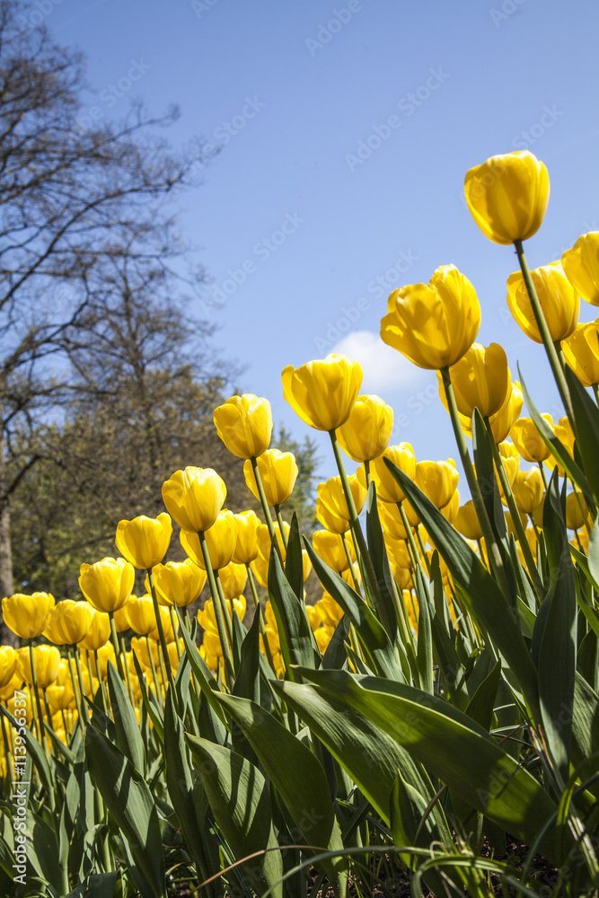 Obraz premium field of tulips