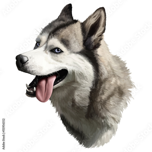 realistic husky portrait