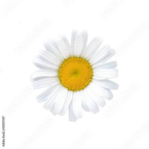 Natural daisy flower isolated on White