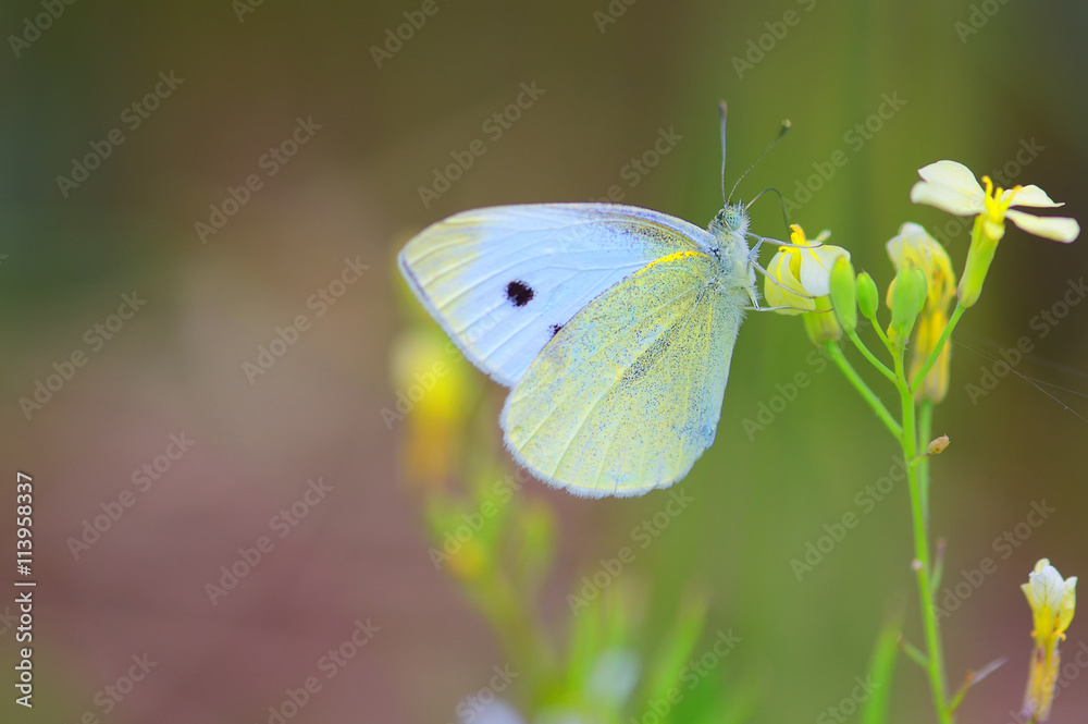 Small White butterfly (Pieris Rapae), commonly called the Cabbage White Small White butterfly (Pieris Rapae), commonly called the Cabbage White