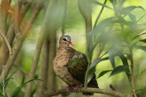 The Common Emerald Dove standing on tree photo