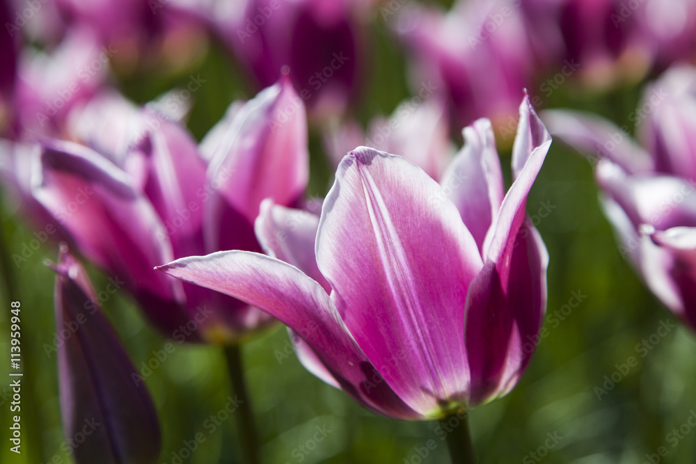 field of tulips