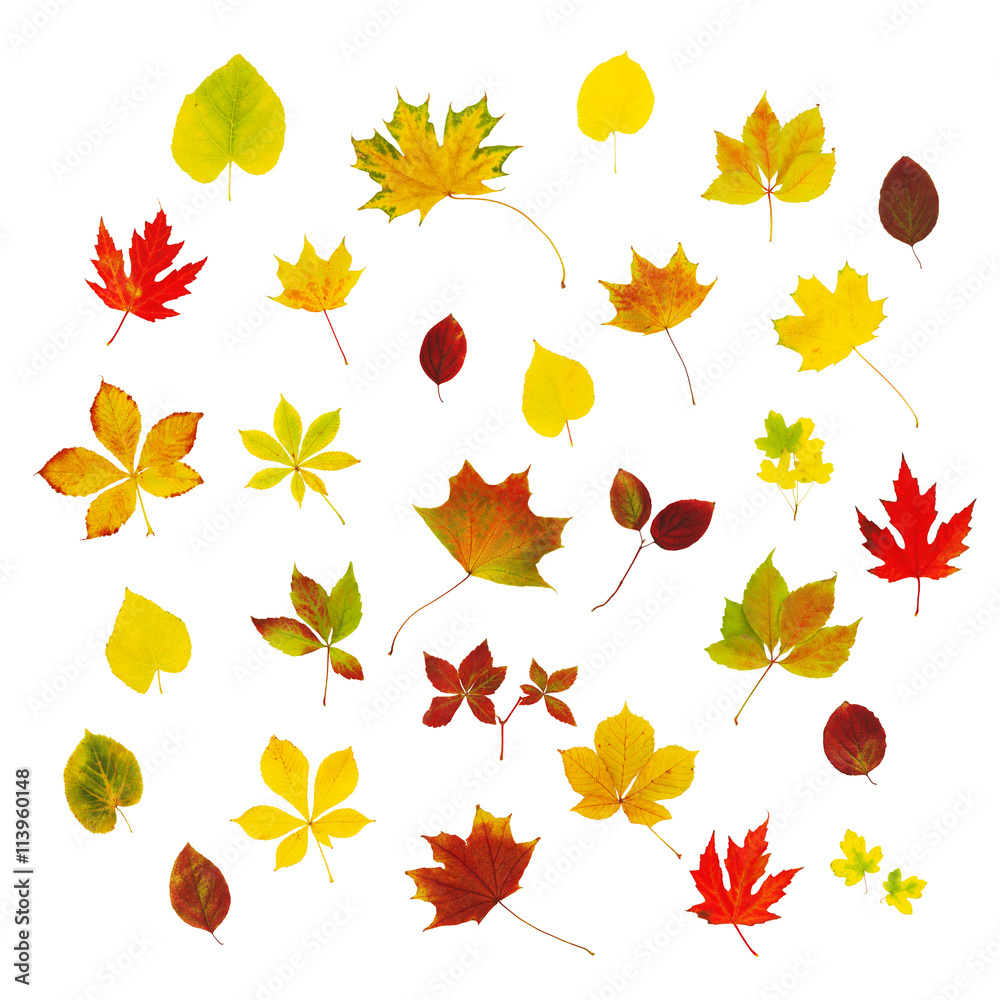 Viele verschiedene bunte Herbstblätter isoliert Viele verschiedene bunte Herbstblätter isoliert
