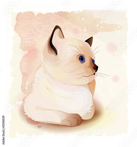 Portrait of Thai kitten . Traditional Siamese cat.