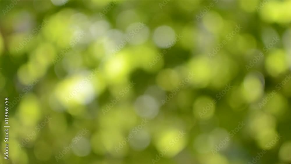 Natural summer bokeh blur background with green leaves Natural summer bokeh blur background with green leaves