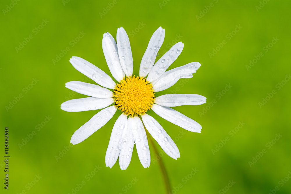 Fototapeta premium Daisy flowers with beautiful colors