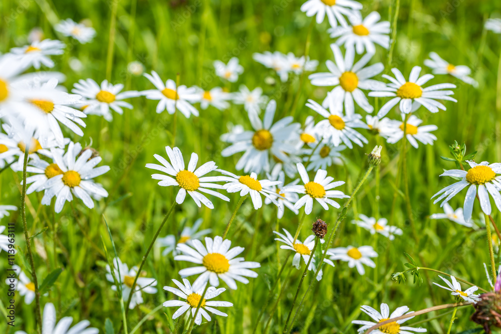 Fototapeta premium Daisy flowers with beautiful colors