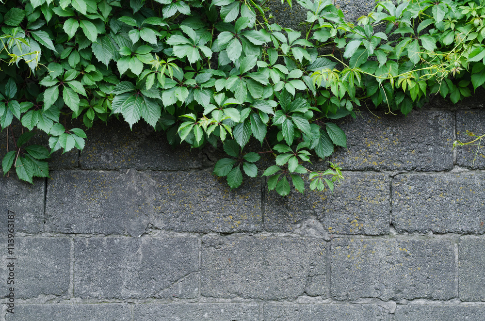 Background of a gray stone wall with green ivy leaves in the top of the photo
