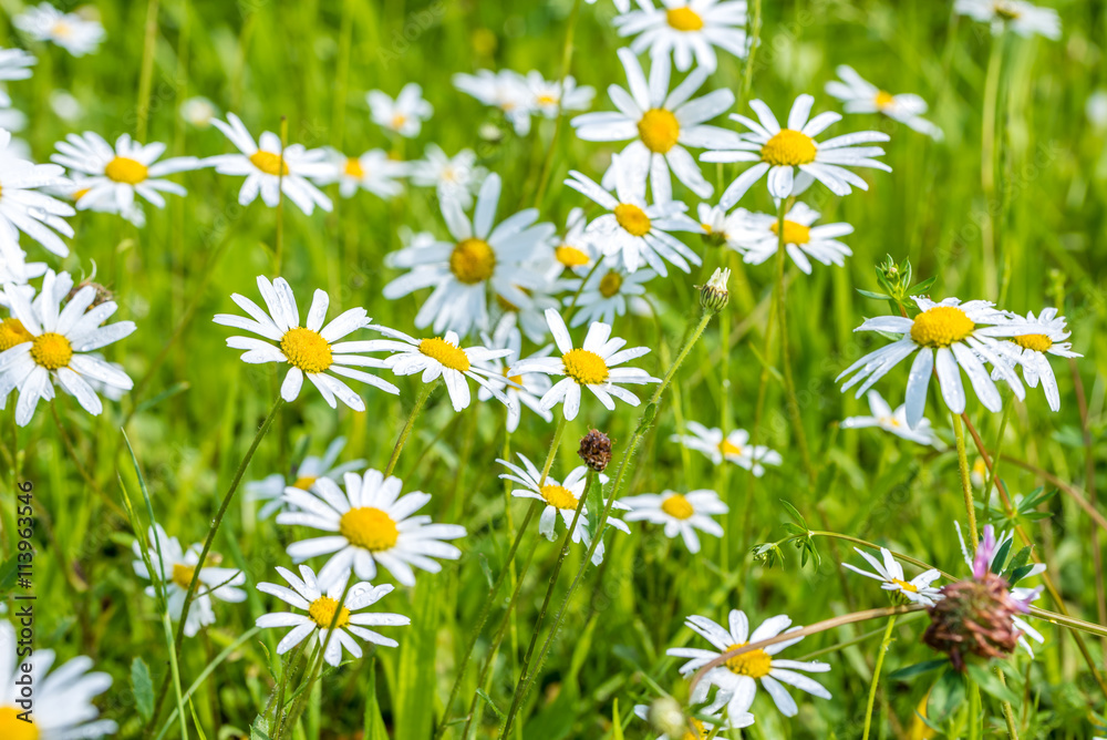 Fototapeta premium Daisy flowers with beautiful colors