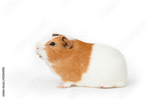 guinea-pig on the light background