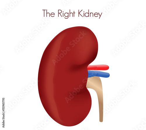 Right kidney transplant. Illustration of kidney, ureter and blood vessels anatomy