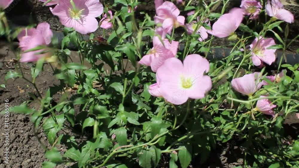 pink flower pink flower