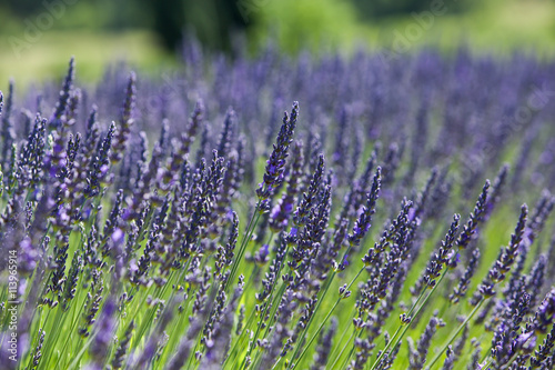 lavandes en provence