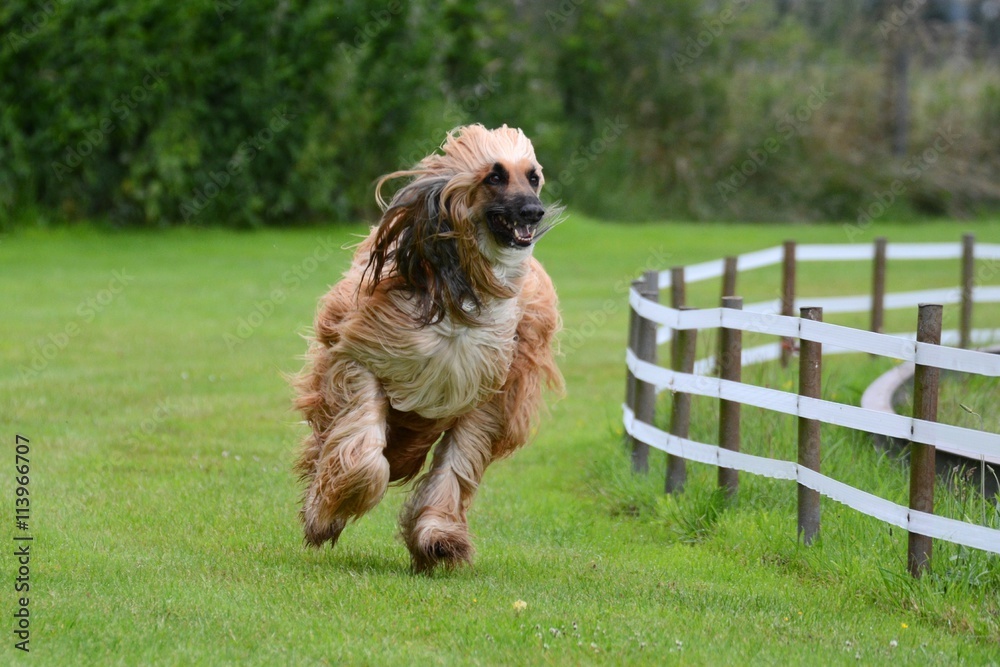 Fototapeta premium Afghanischer Windhund auf der Rennbahn