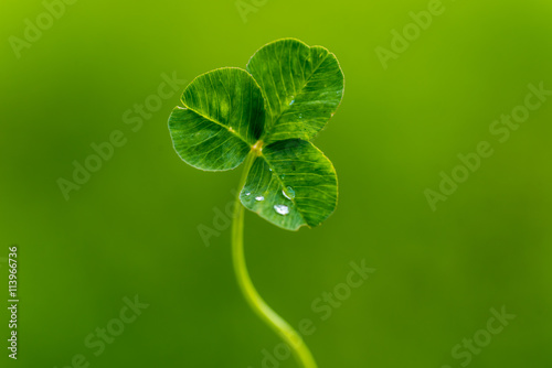 Clover leaf with water drops
