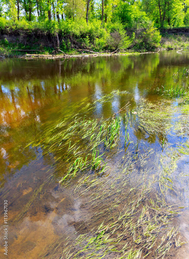 Fototapeta premium river bank with plants in water