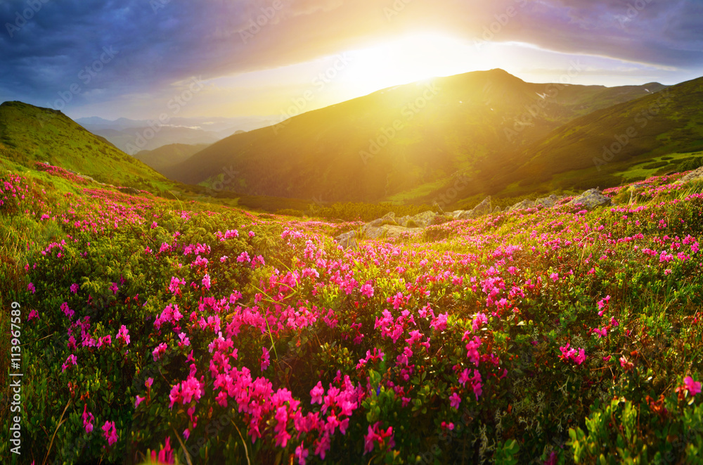 Rhododendron flowers in summer mountains