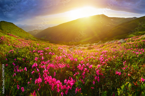 Rhododendron flowers in summer mountains © denis_333