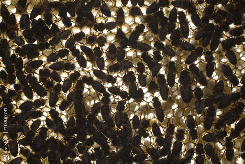 Movement of bees on a honeycomb.
Photo made against sunlight. It creates an interesting background from chaotically moving bees in the same plane. - obrazy, fototapety, plakaty 