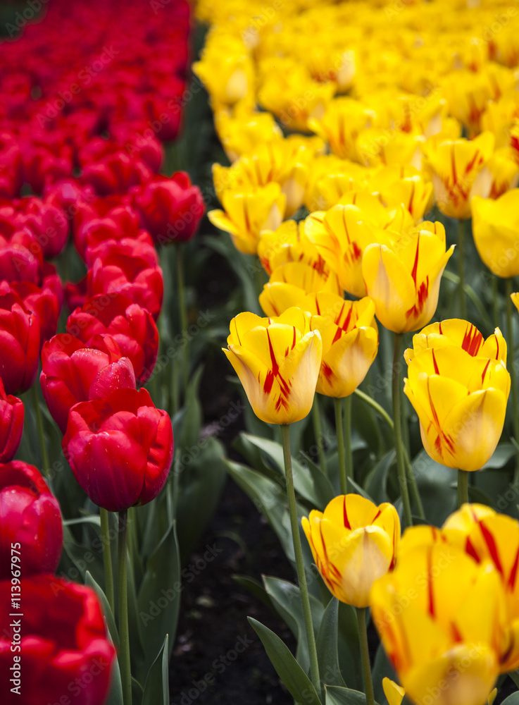 Fototapeta premium field of tulips