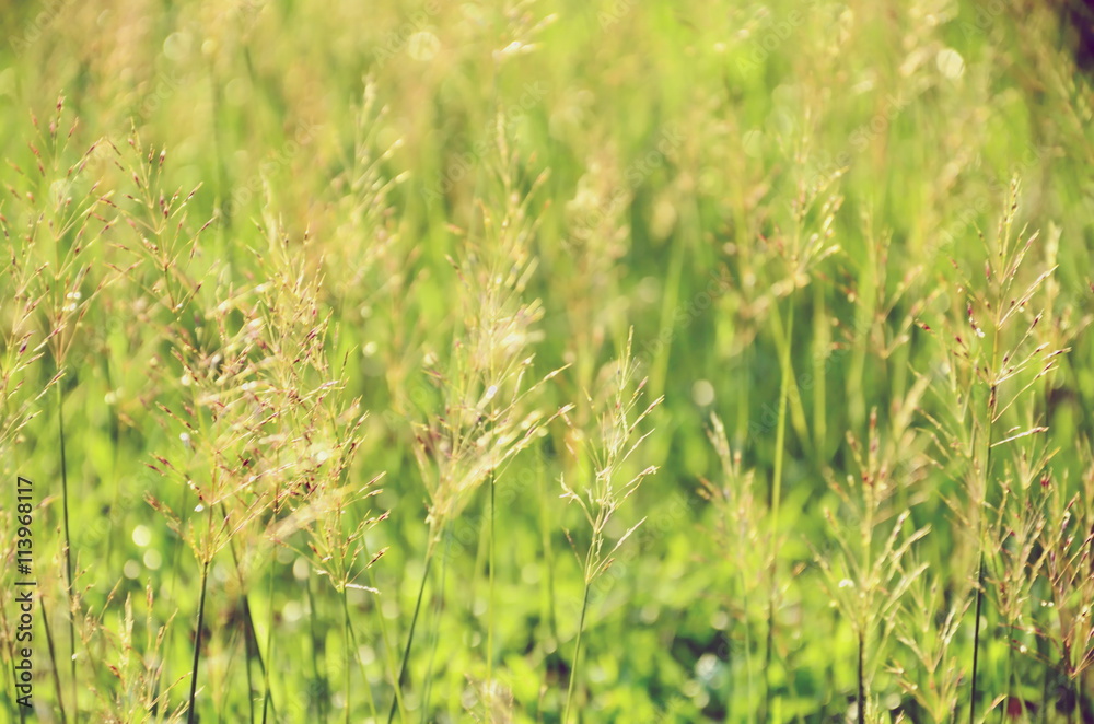 blurred flower grass for background textures blurred flower grass for background textures