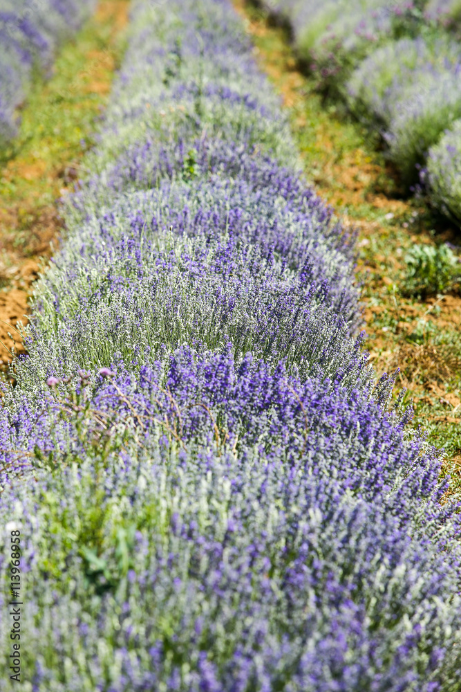 Obraz premium lavandes en provence
