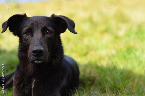 Bild auf Leinwand Black dog