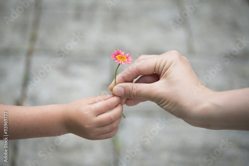 ピンクの花を手渡す親子の手