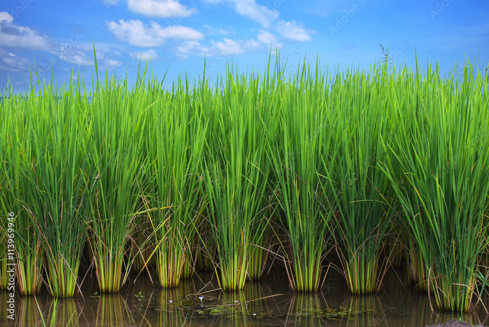 Obraz premium rice field
