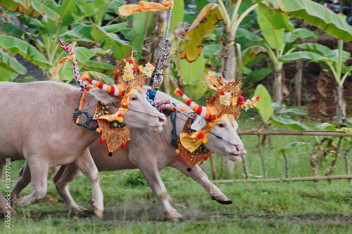 Running bulls decorated by ceremonial barong mask, beautiful decoration in action on traditional balinese water buffalo races Makepung. Arts festivals in Indonesia, Bali island people ethnic culture. photo