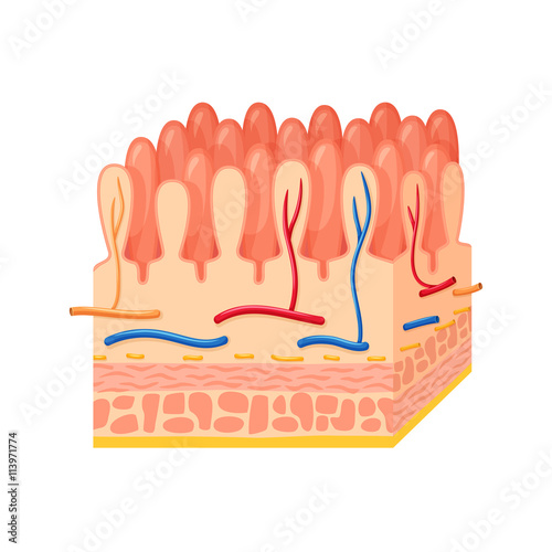 Intestinal wall anatomy