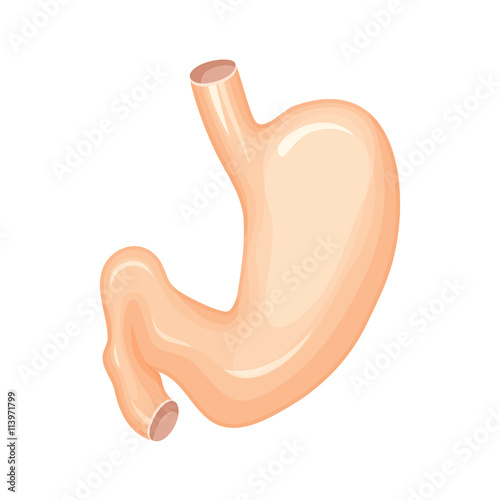 Human stomach anatomy