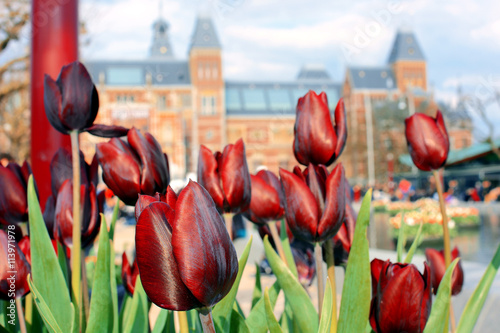 Tulpen vor Rijksmuseum in Amsterdam 